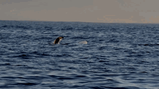 微信图片_20200909162850.gif