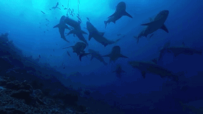微信图片_20200909163157.gif