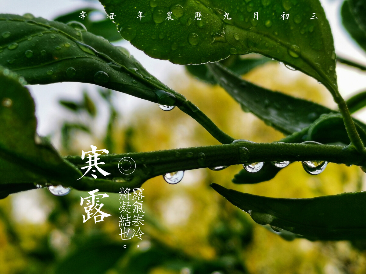 今日寒露
