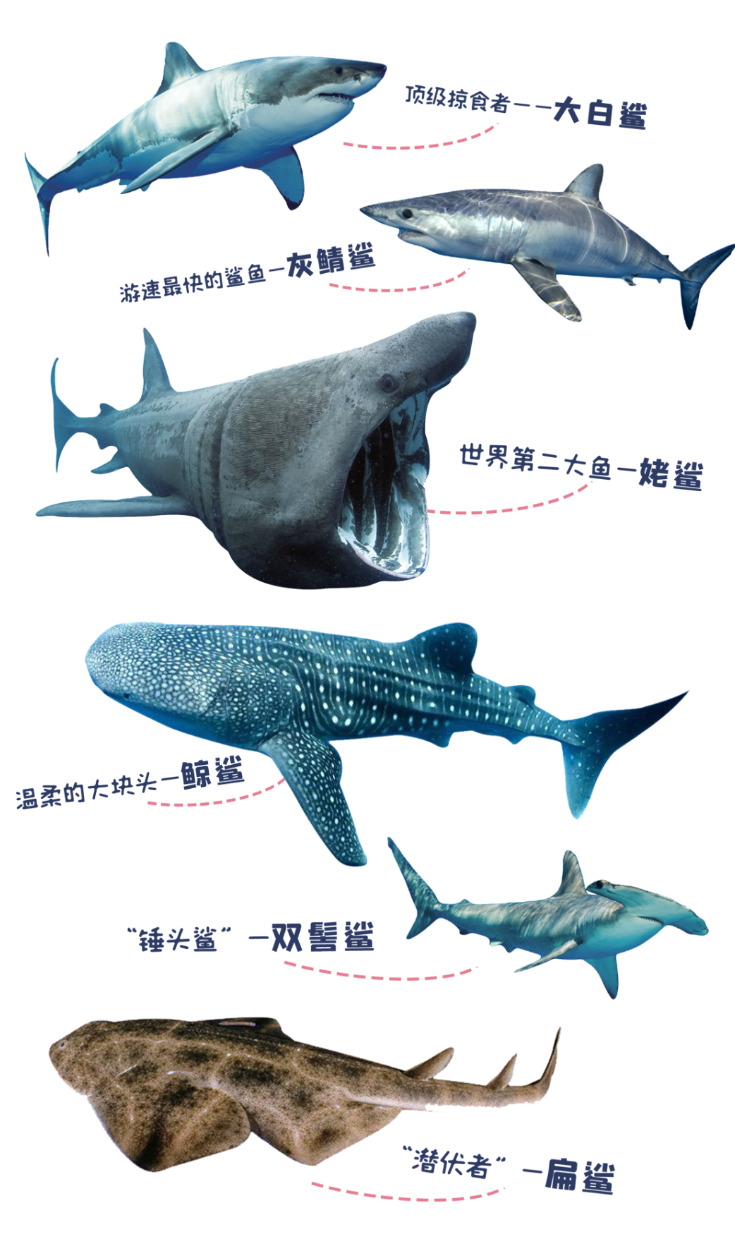 不同种类的鲨鱼各有什么性格特点？ - 知乎